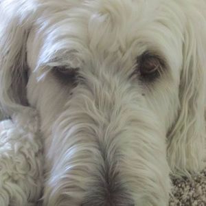 Meet your Posher, Josephine